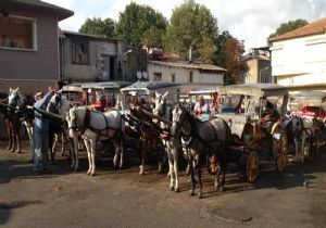 Büyükada da At Vebası Salgını