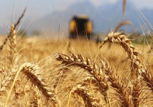 Buğday Taban Fiyatı Çiftçileri Kızdırdı