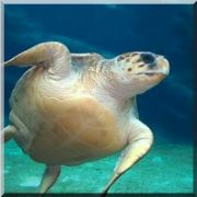 CARETTA CARETTA LARIN SIRRI ÇÖZÜLDÜ!