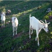 HEİDİ NİN KEÇİLERİ TOKAT I SEVDİ