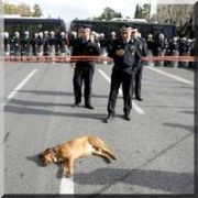 DÜNYA ŞİMDİ BU PROTESTOCU KÖPEKLERİ KONUŞUYOR