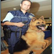 KAHRAMAN KÖPEK, KÖŞK E TRANSFER OLDU