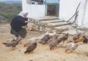 ERMAN TOROĞLU NA  TAVUK  DAVASI