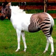 ATLA ZEBRA YI ÇİFTLEŞTİRİP ZORSE YAPTILAR