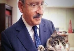 KILIÇDAROĞLU KEDİLER GÜNÜNÜ UNUTMADI