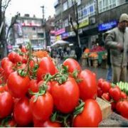 RUSLARIN CANI CANDA TÜRKLERİNKİ PATLICAN MI?