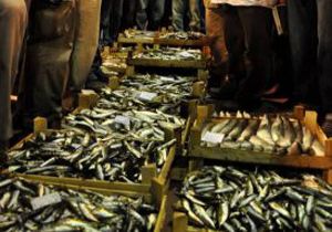 Balık Fiyatları Sezona Hızlı Başladı