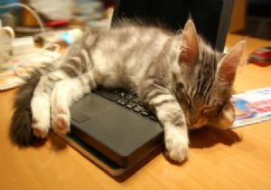 Kediler neden laptopların üzerine yatar?