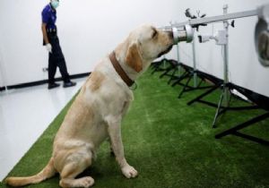 Köpekler Covid-19’un Kokusunu Alabiliyor