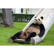 ÇİN PANDA DİPLOMASİ SİNE SON VERDİ