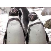 GAY PENGUENLER HALLERİNDEN MEMNUN