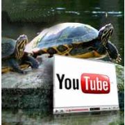 YOU TUBE HOLLYWOOD UN KABUSU OLDU