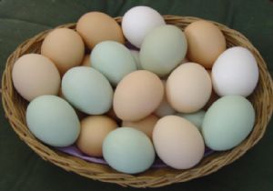 2500 Yıllık Mezarda Sağlam Yumurtalar