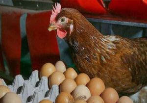 Yumurta Fiyatları Yine Uçtu