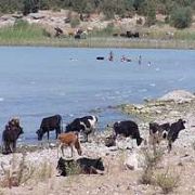 iİNSANLAR DA İNEKLERDE AYNI YERDE YÜZÜYOR